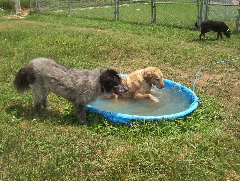 Two Paws Up dogs in pool