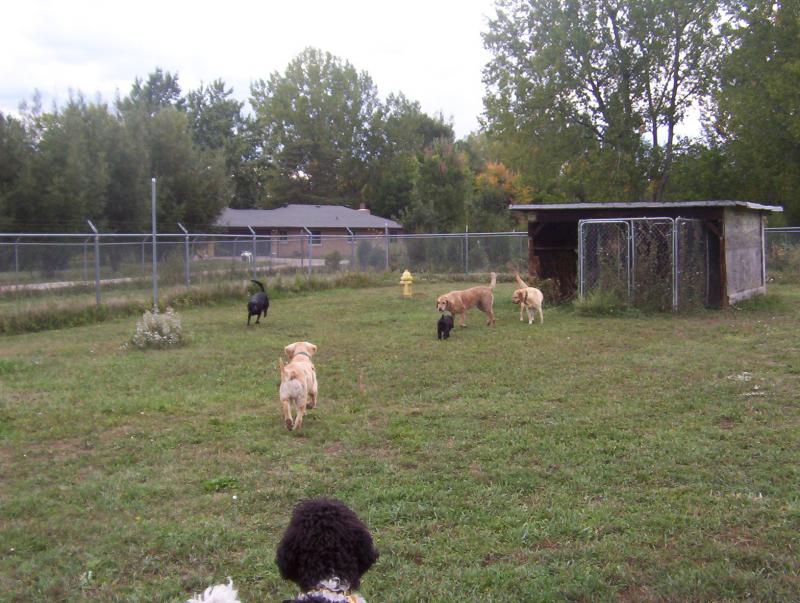Two Paws Up dogs outside